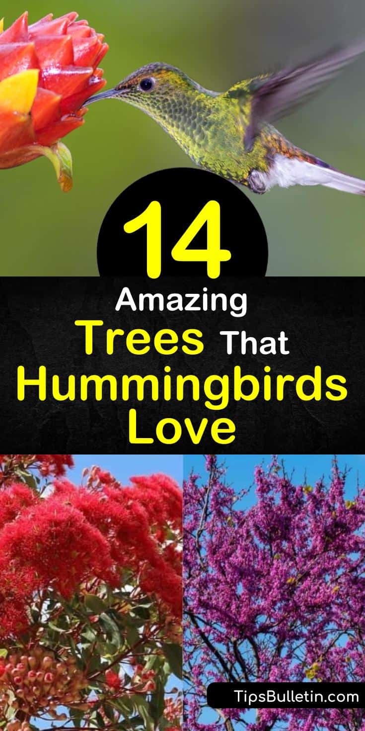 14 Amazing Trees That Hummingbirds Love