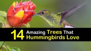 Trees for Hummingbirds titleimg1