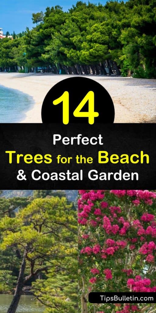 Learn how to grow the perfect trees for your coastal yard to create a beautiful seaside oasis. It’s important to choose drought and sun tolerant trees that handle strong winds and salt spray, such as the live oak or cabbage palmetto tree. #treesforthebeach #coastal #trees #coast