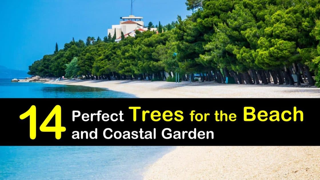 14 Perfect Trees for the Beach and Coastal Garden