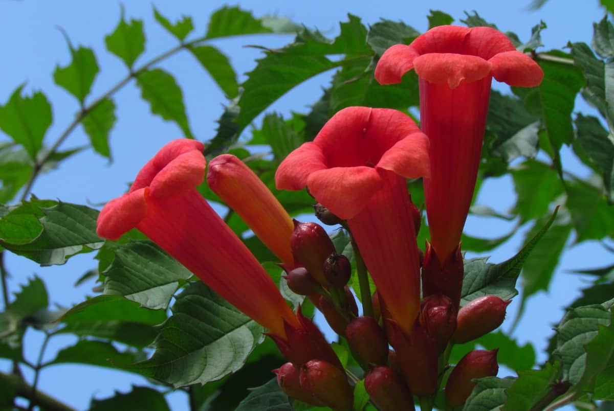 Hummingbirds love the orange flowers of the trumpet creeper.