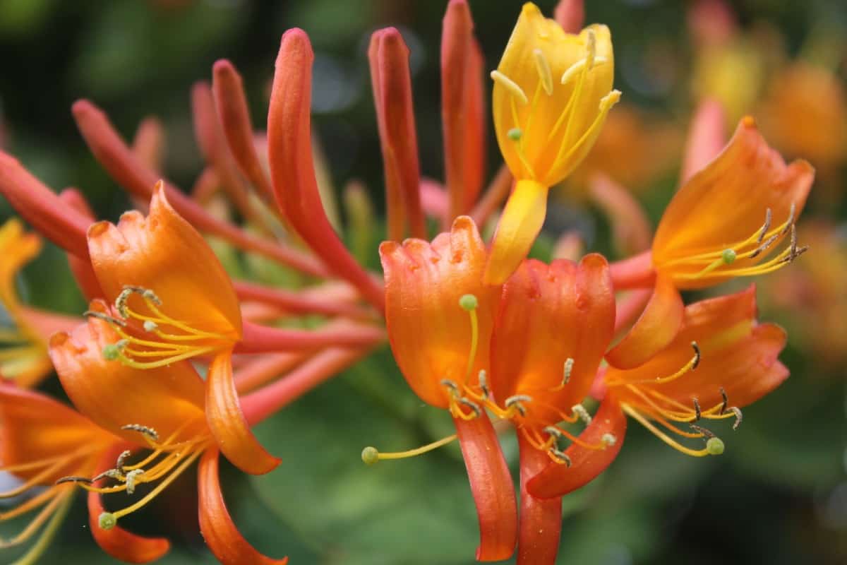 Trumpet honeysuckle has tubular blooms perfect for hummingbirds.