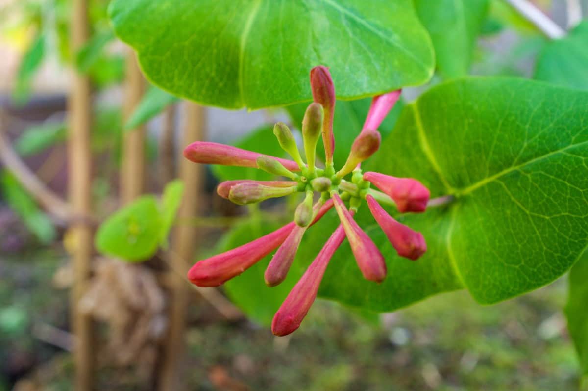 Trumpet honeysuckle has tubular flowers that draw hummingbirds.