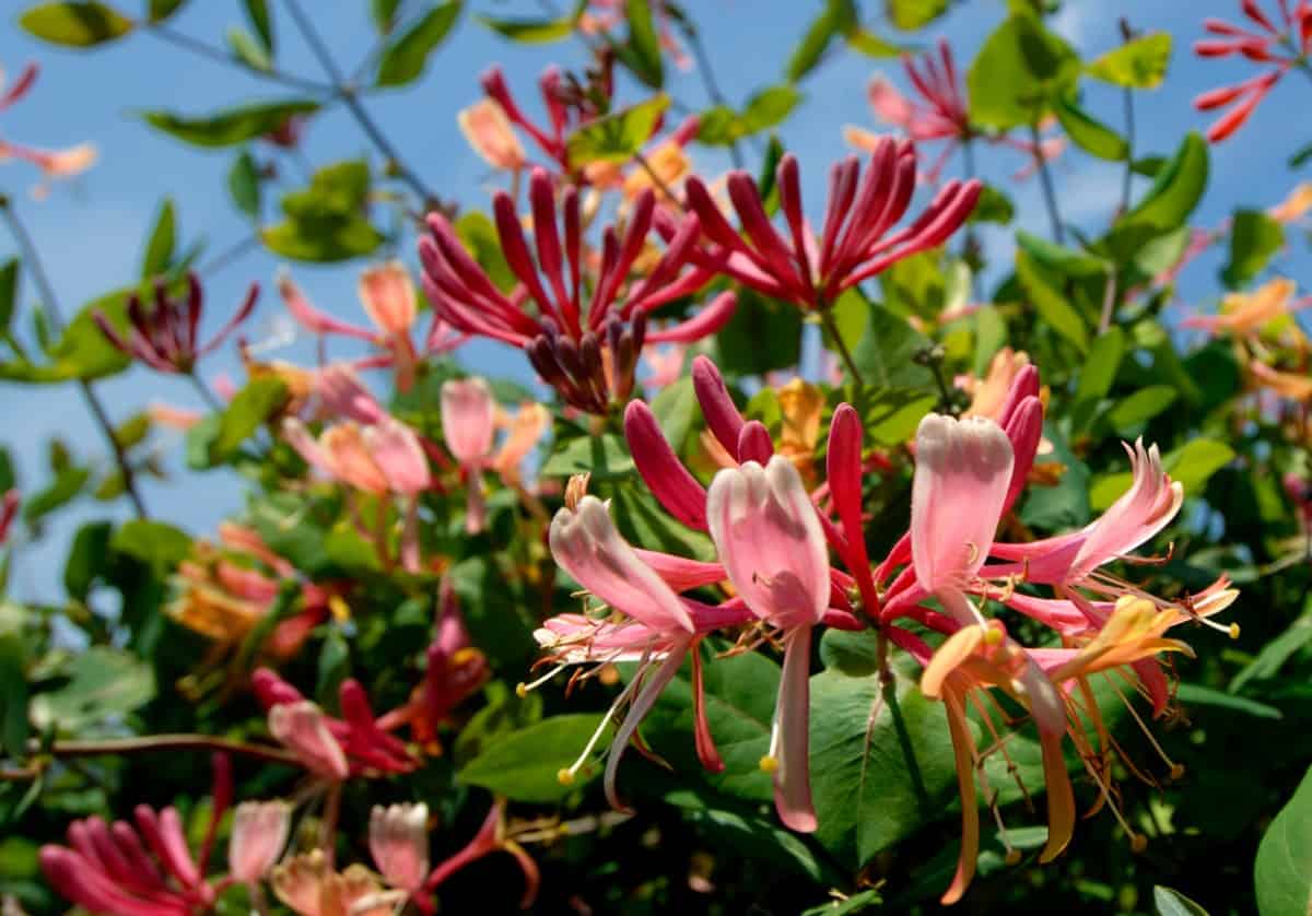 Trumpet honeysuckle has the ideal shape for hungry hummingbirds.
