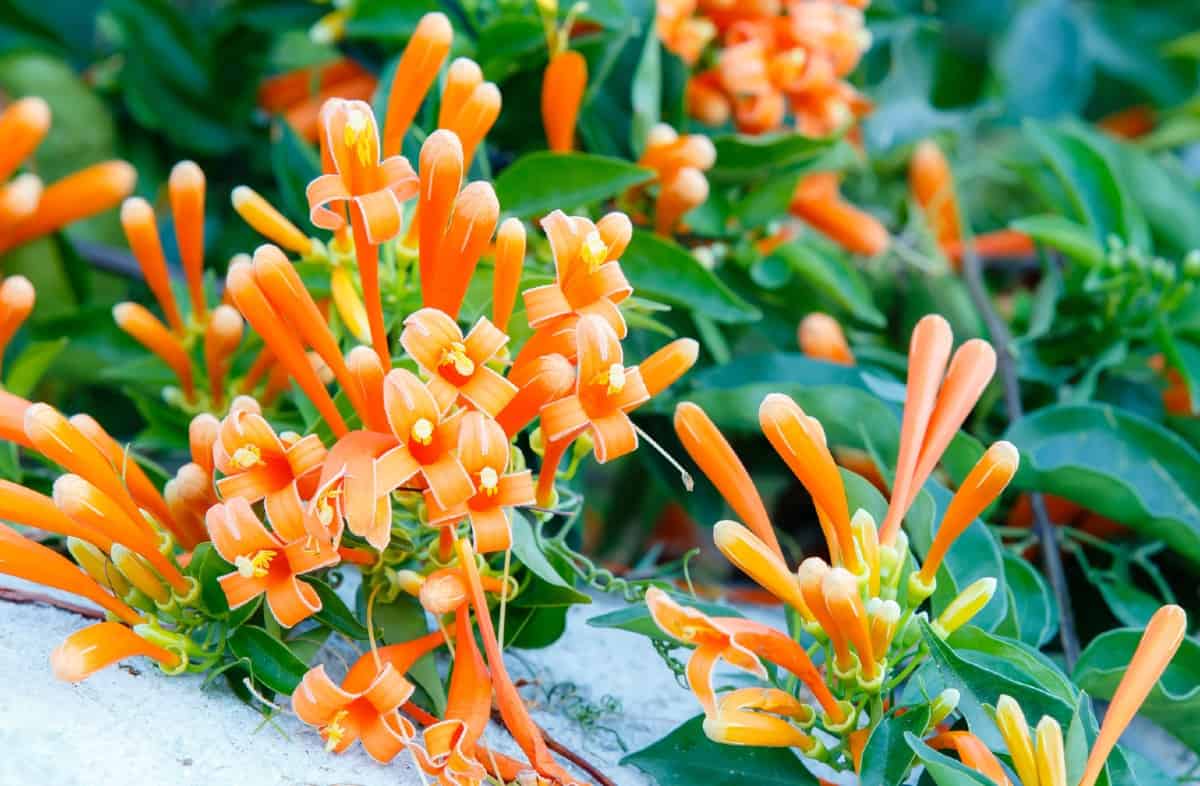 The tubular flowers of the trumpet vine attract hummingbirds.