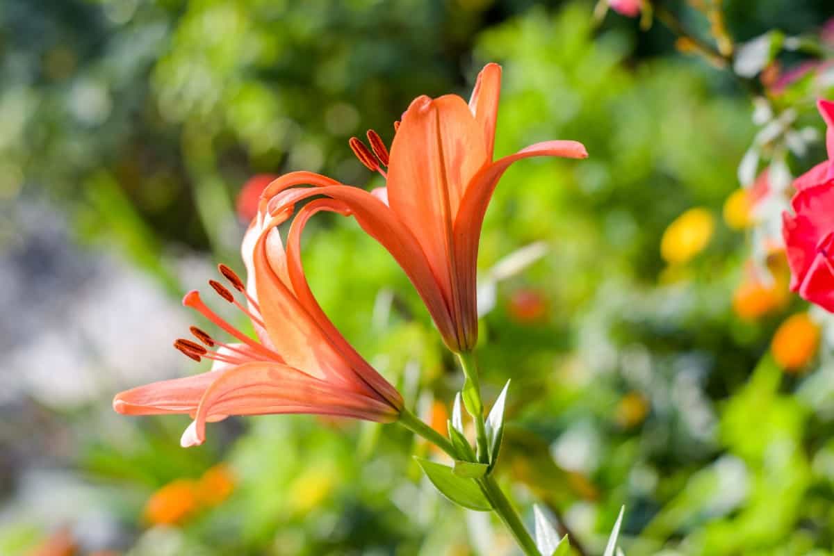 Trumpet vines are fast-growing climbing plants.