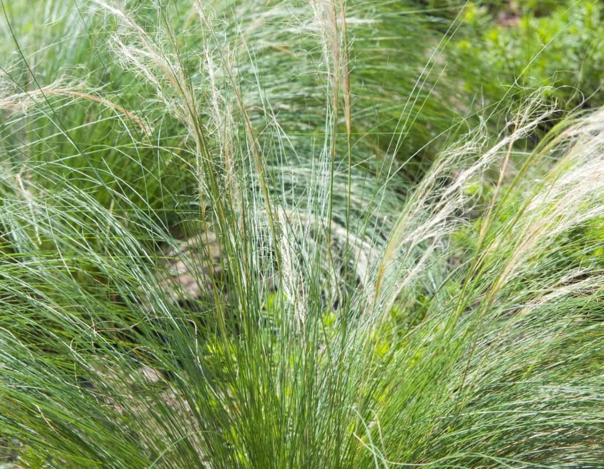 Tufted hair grass is a semi-evergreen that likes the shade.