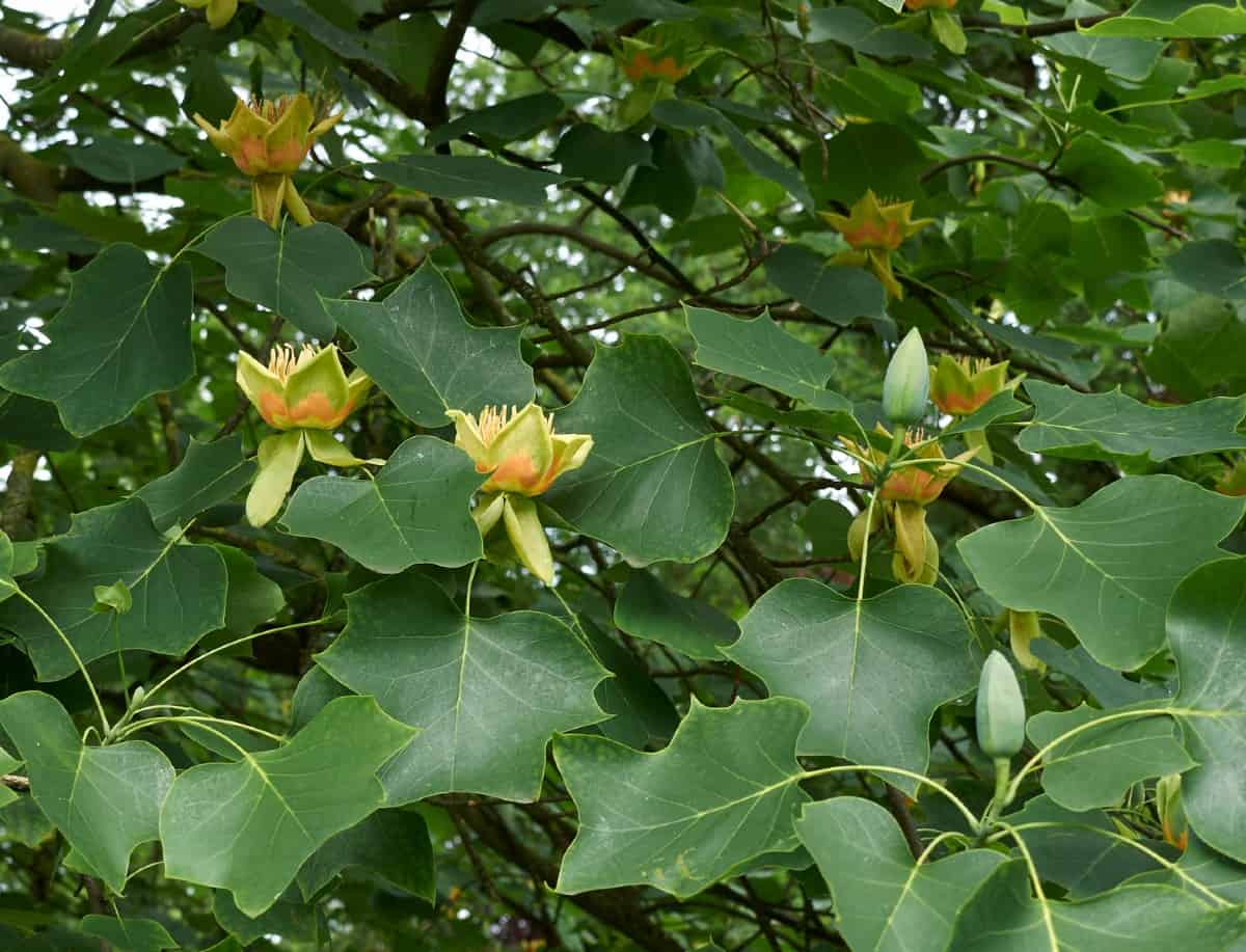 The tulip tree is a fast grower with lovely yellow blooms.