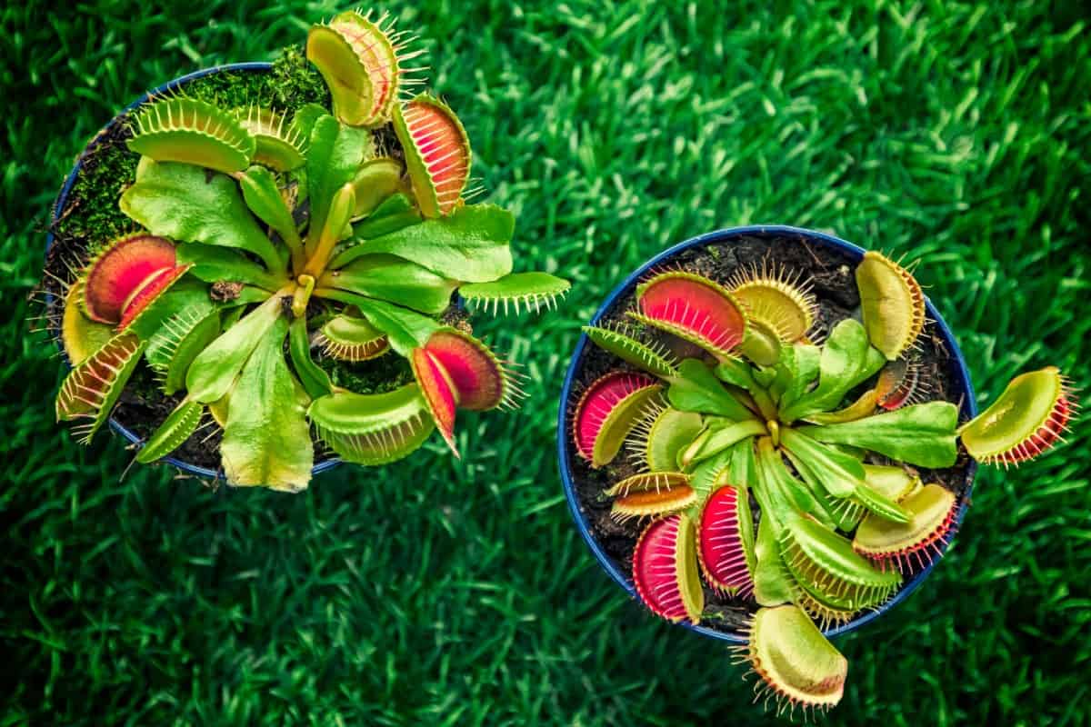 The Venus flytrap is probably the most well-known flesh-eating plant.