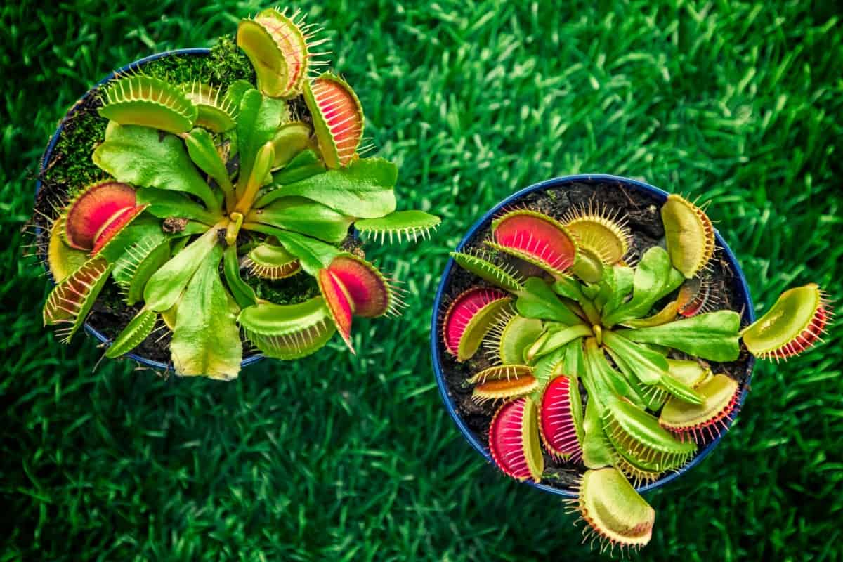 The Venus flytrap is probably the most well-known flesh-eating plant.