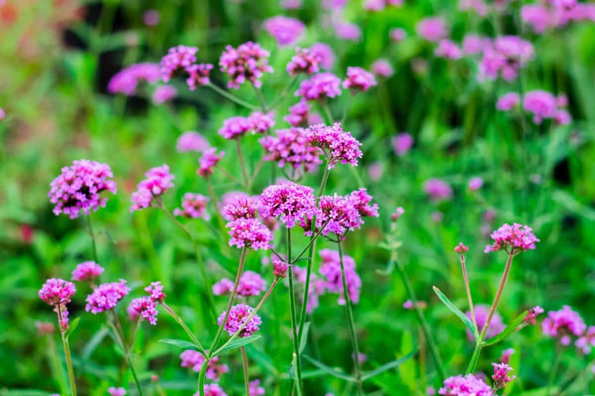 Verbena needs a lot of sun to thrive.