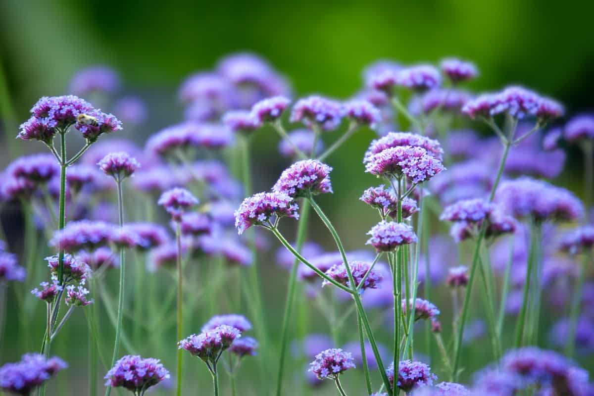 Superbena stormburst verbena is a highly heat-tolerant annual.