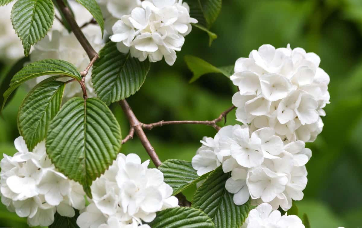 The opening day doublefile viburnum produces baseball-like flowers.