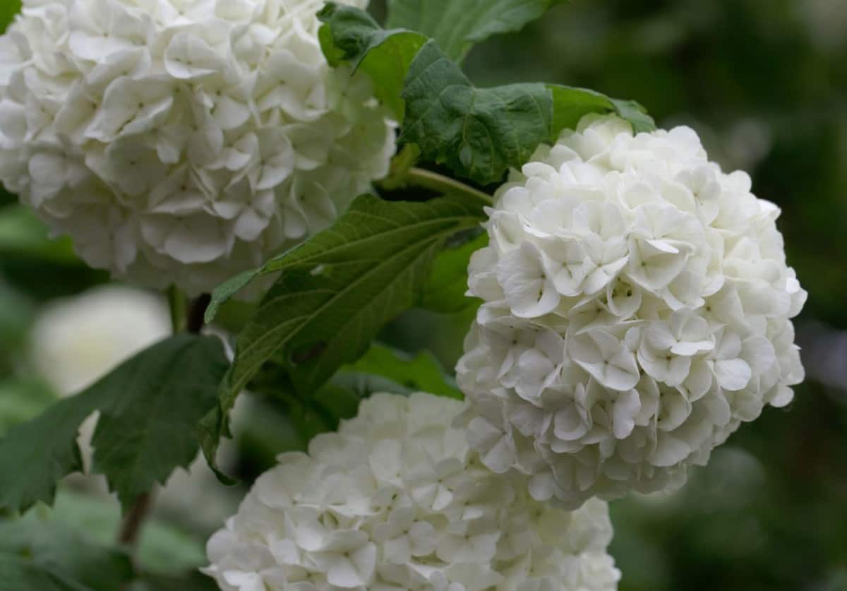 Viburnum is a low-maintenance fragrant flower.