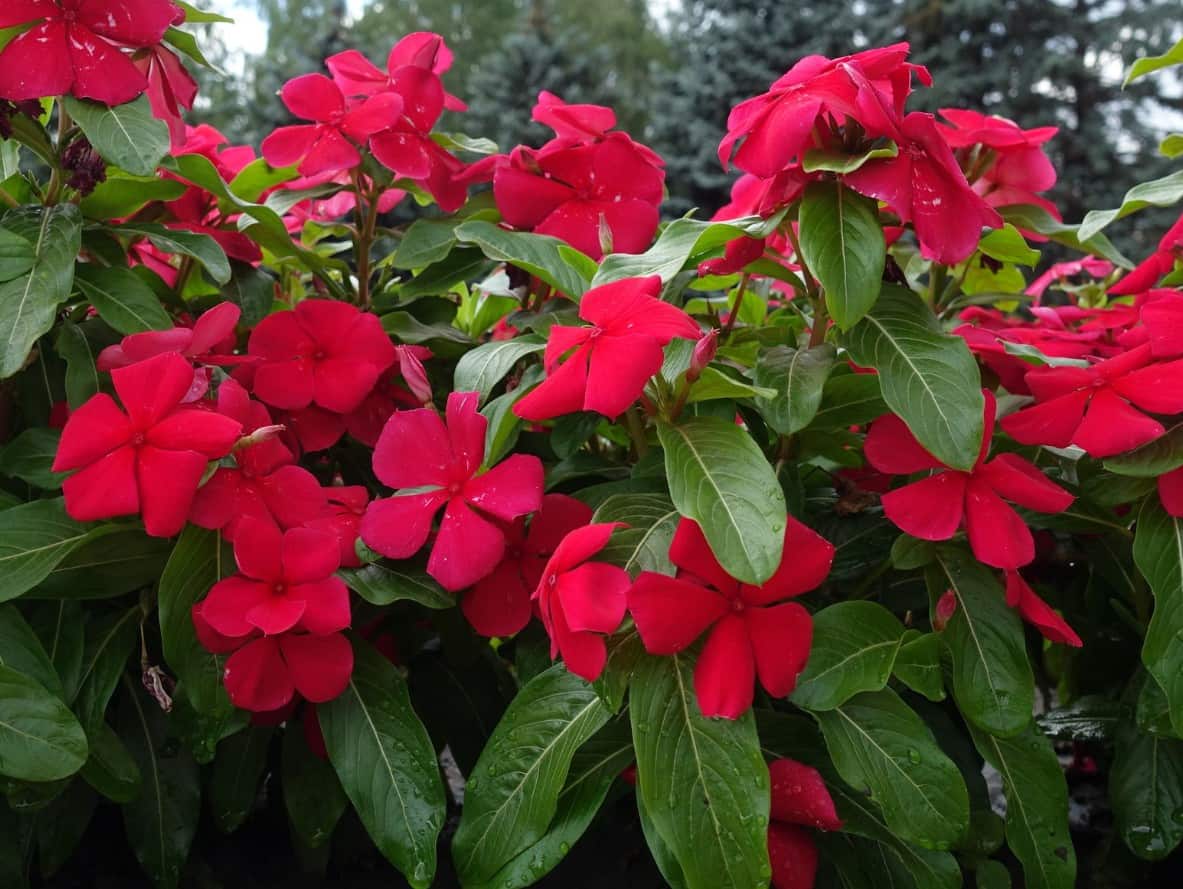 Vincas are drought-tolerant and bloom all summer.