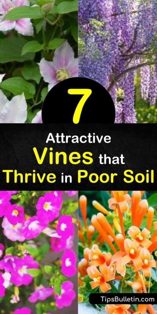 Learn how to grow beautiful vines in poor soil by giving your climbing plants a good start. Fill a fence with a trumpet vine creeper, and grow honeysuckle over a trellis in full sun and enjoy orange, pink, and white flowers. #vinesforpoorsoil #growingvines #poorsoil #vines #plants #gardening