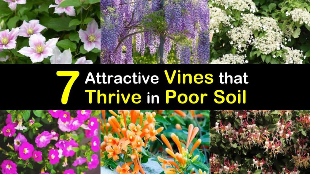 Vines for Poor Soil titleimg1