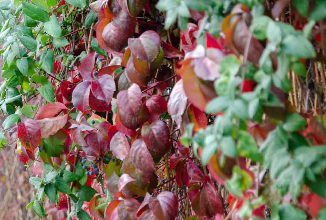 Birds love the berries produced by Virginia creeper.