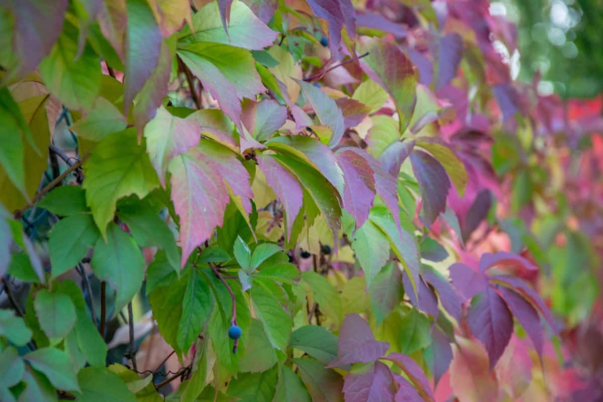 Virginia creeper grows well at the beach and almost everywhere else.