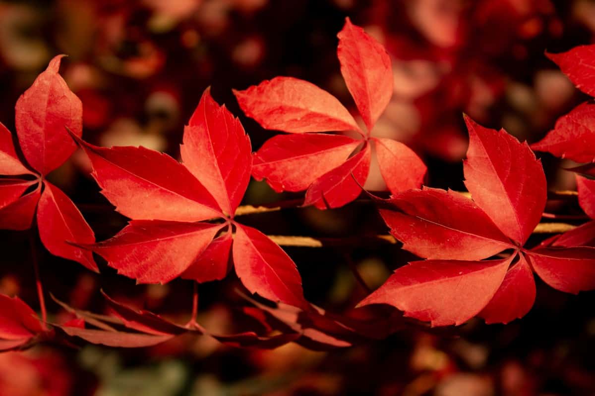 Birds feed from the Virginia creeper in the winter months.