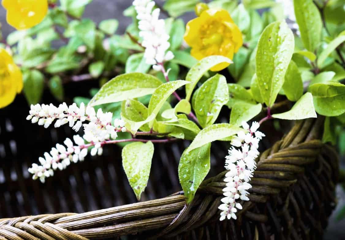 Virginia sweetspire is a deciduous shrub with pretty flowers.