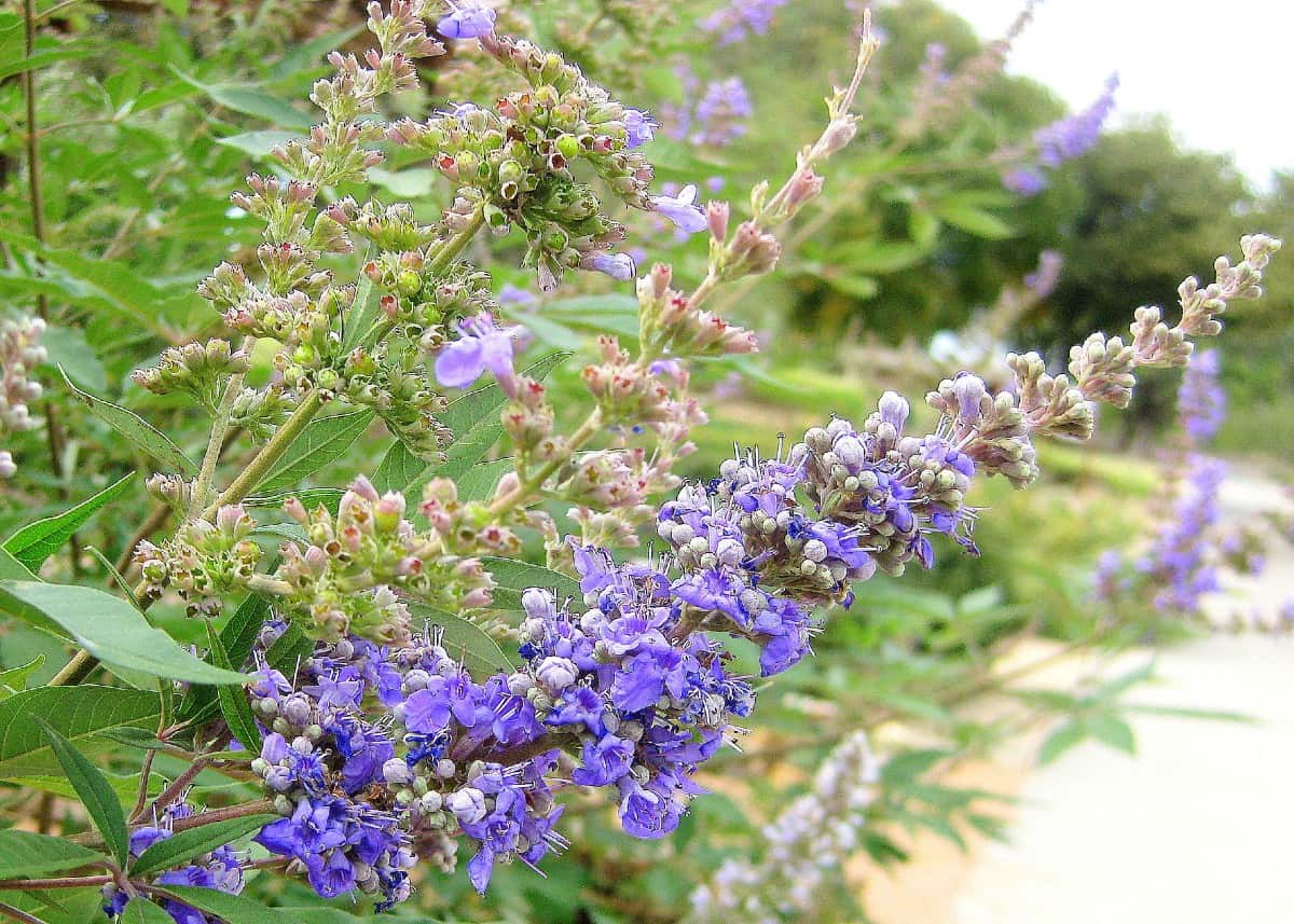 The vitex tree has multiple trunks.