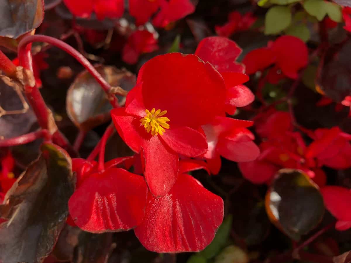 The wax begonia is a versatile annual that prefers shade over sun.