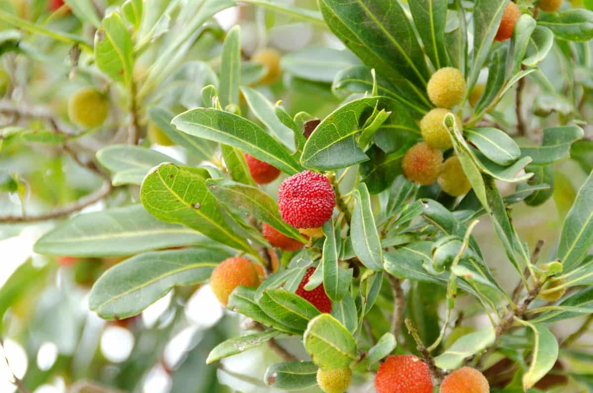 The wax myrtle is the ideal shrub for the beach.