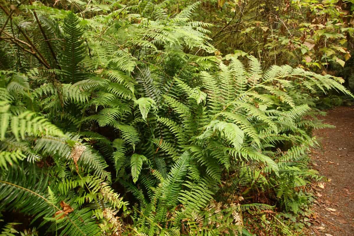 The Western sword fern is a majestic specimen.