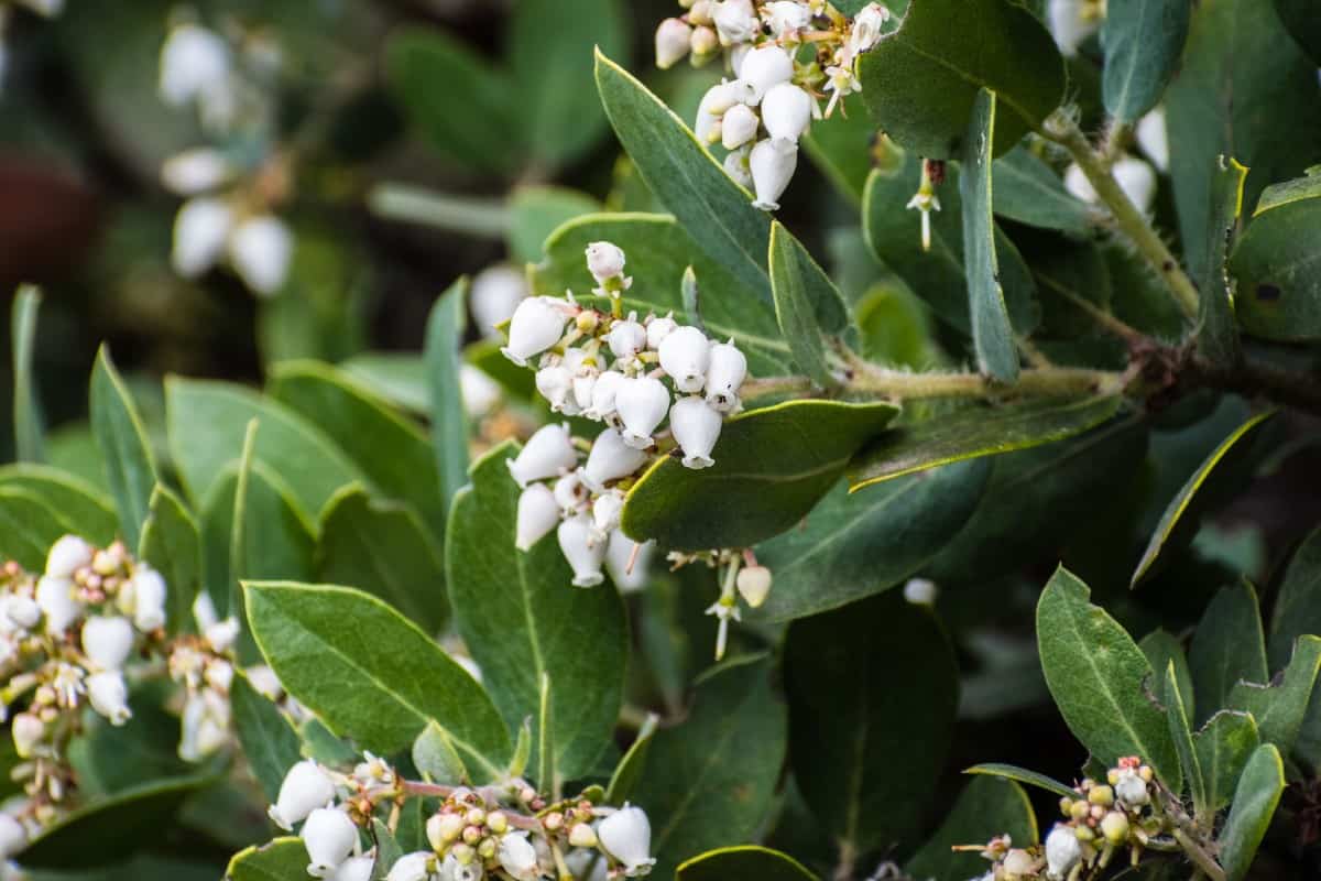 Hummingbirds enjoy the honey-like nectar from whiteleaf manzanita trees.