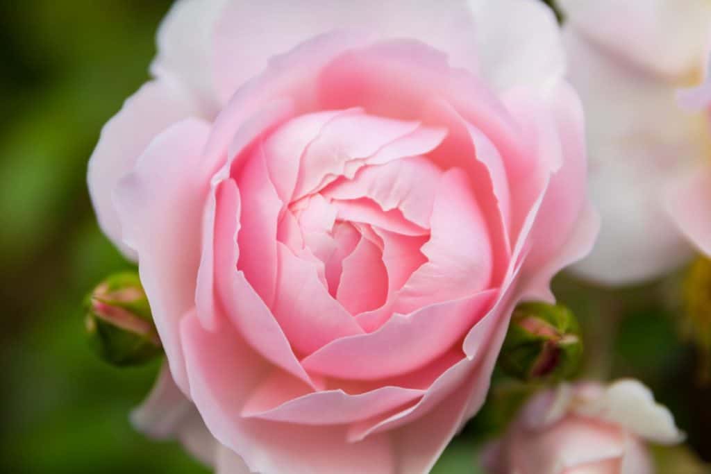 14 Roses for Pots for a Beautiful Container Garden