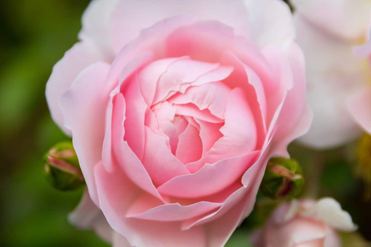 For large blooms, grow the wildeve rose.