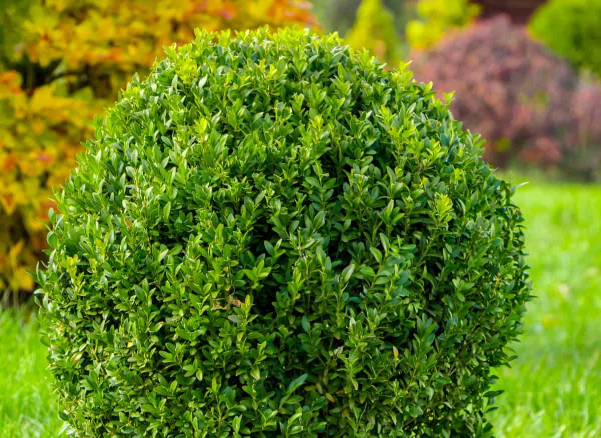 Wintergreen boxwoods make an excellent hedge plant.