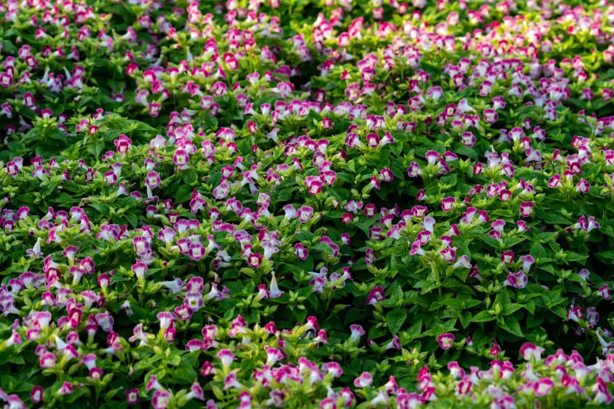 If you need a deer-resistant annual for the shade, try the wishbone flower.