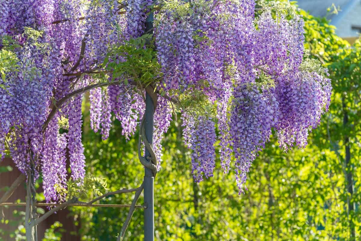 Wisteria is a beautiful flowering vine that must be kept pruned.