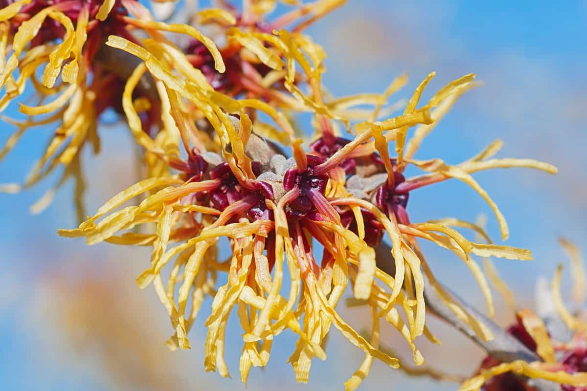 Witch hazel starts blooming with fragrant flowers in late winter.