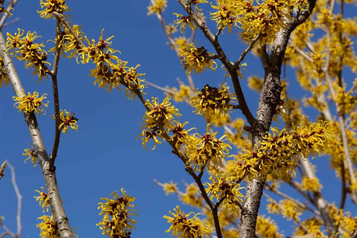 Whether in a pot or the garden, witch hazel blooms in late winter or early spring.