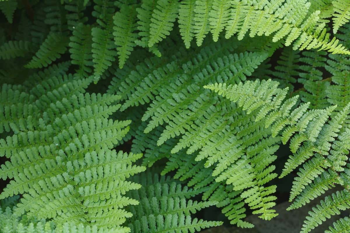 Wood ferns are highly adaptable ground cover plants.