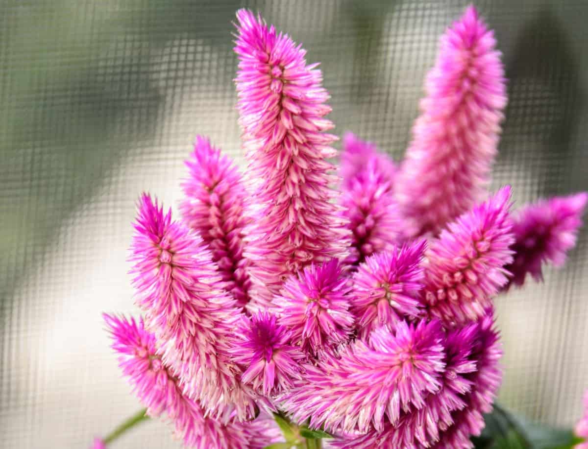 The wool flower or celosia is a colorful edible annual.