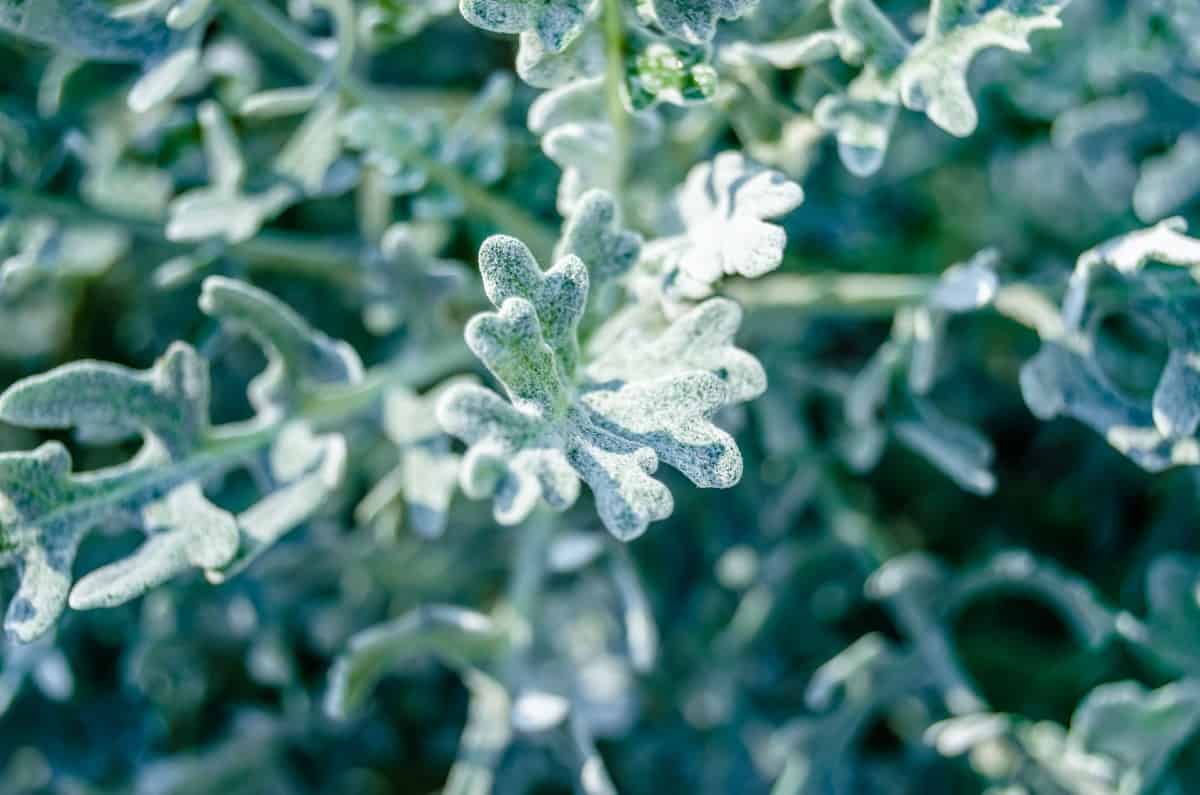 The wooly senecio is a succulent with fuzzy leaves.