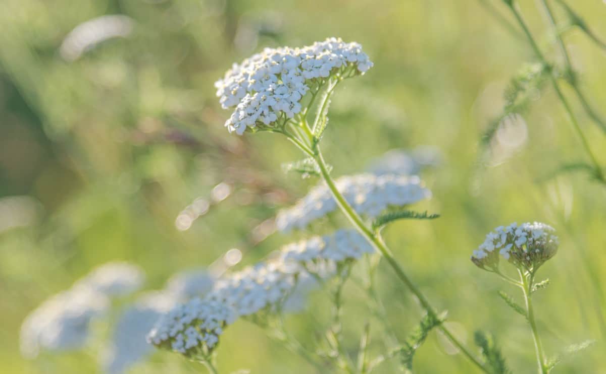 Yarrow is a full-sun perennial.