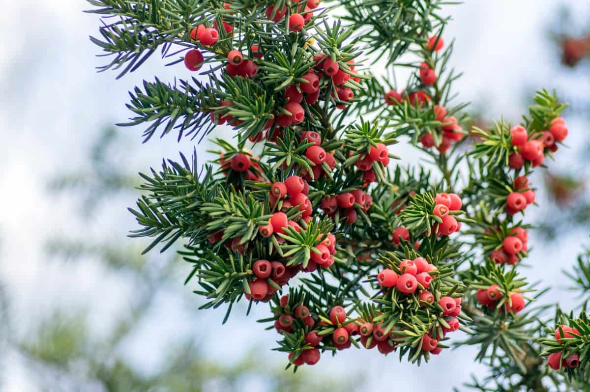 Yew shrubs make excellent foundation plants.