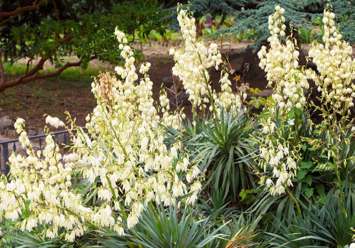 Size is an important factor when planting yucca.