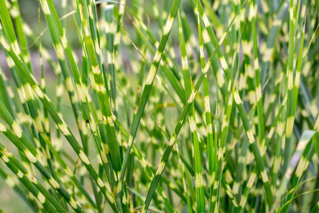 For a colorful ornamental, plant some zebra grass.