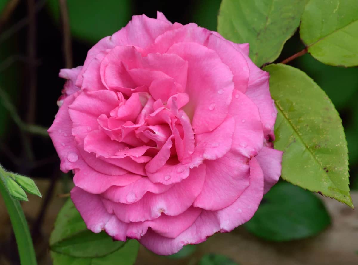 For pink blooms that smell like raspberries, plant the Zephirine Drouhin rose.