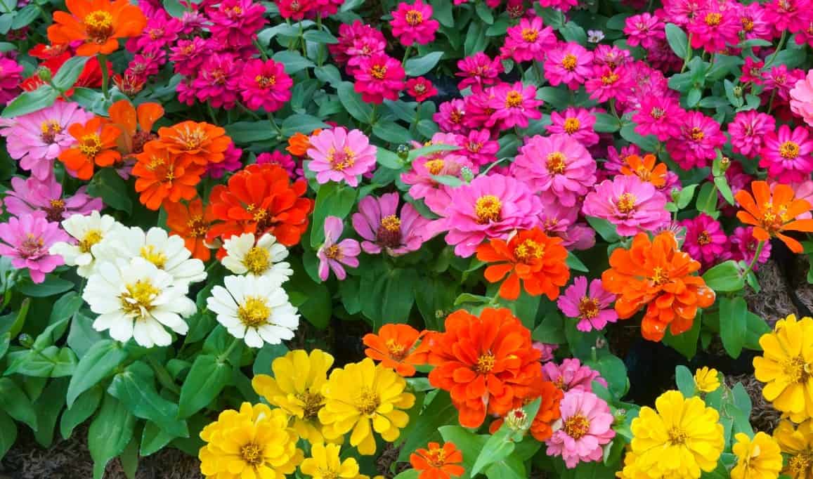 Zinnias are colorful flowers that are easy to grow from seeds.