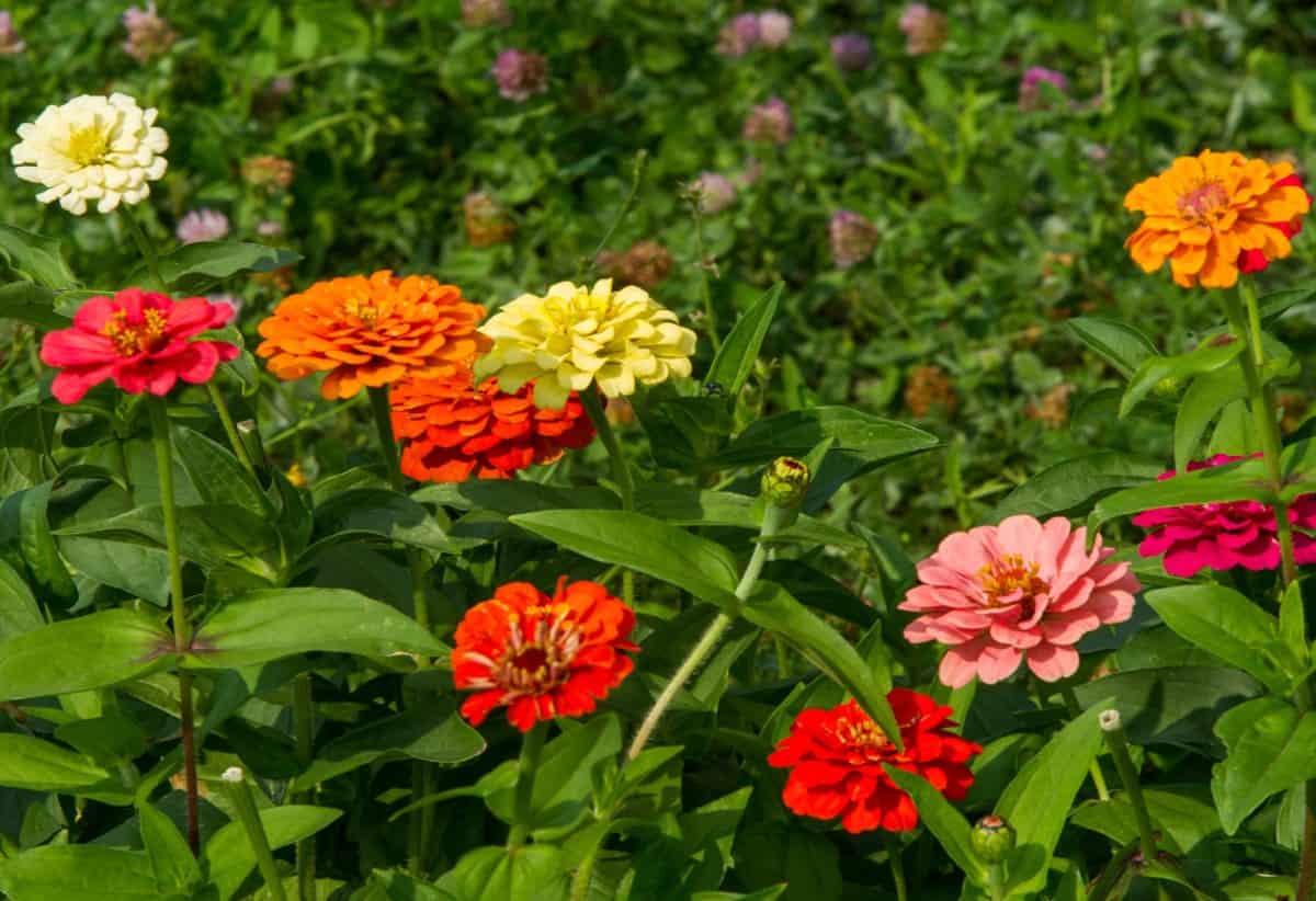 Zinnias are brightly colored flowers that love the sun.