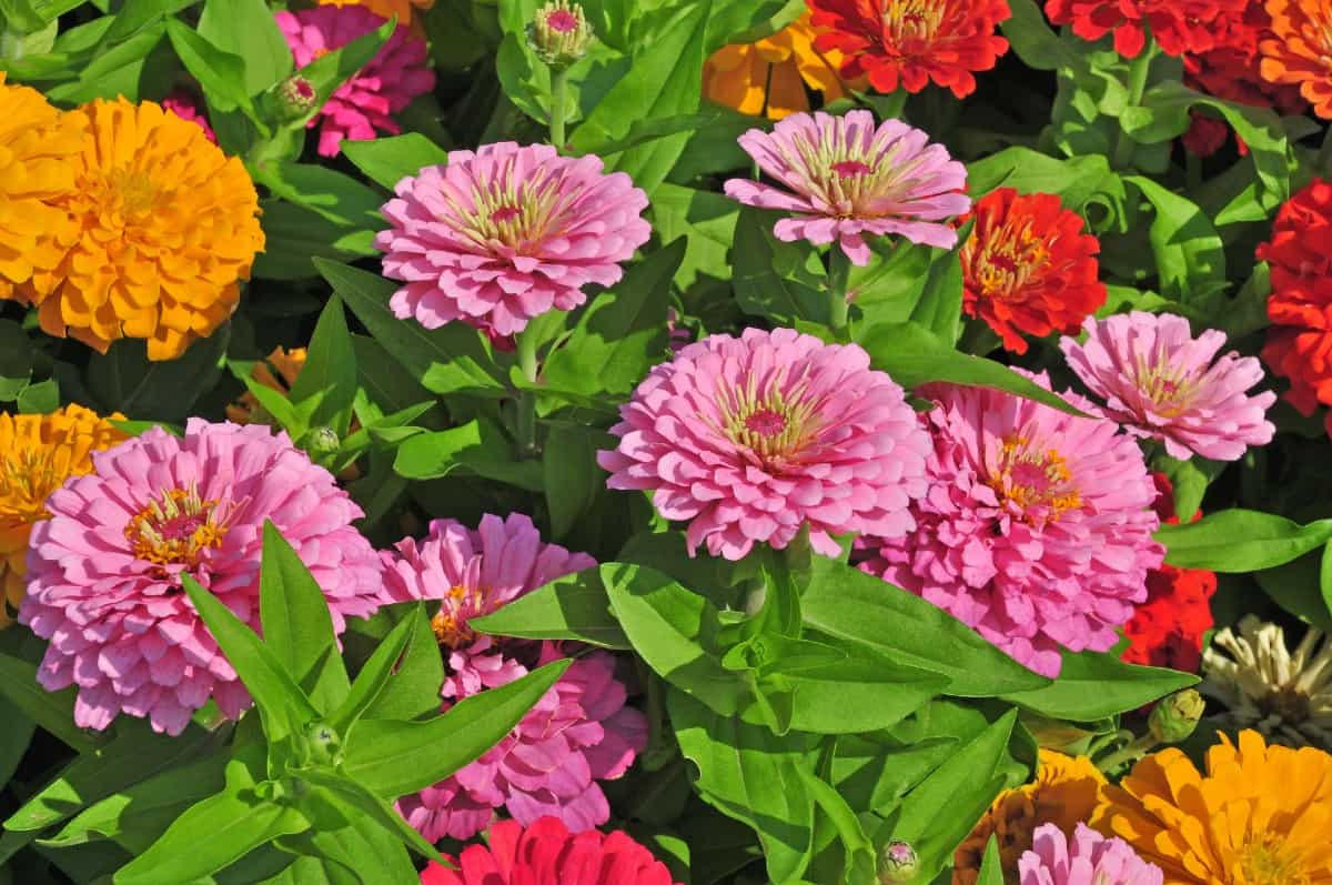 Zinnias are brightly-colored daisy-like perennials.