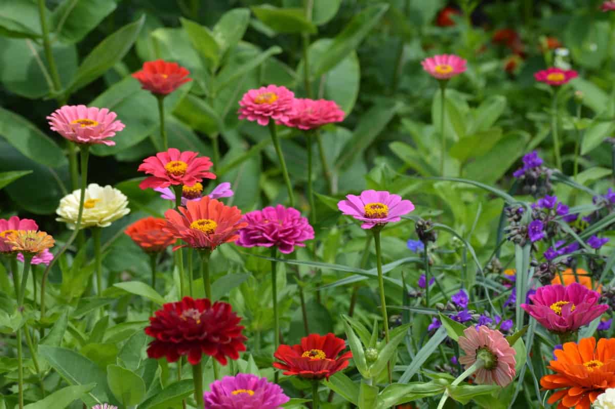 Zinnias are annuals with brightly-colored flowers.