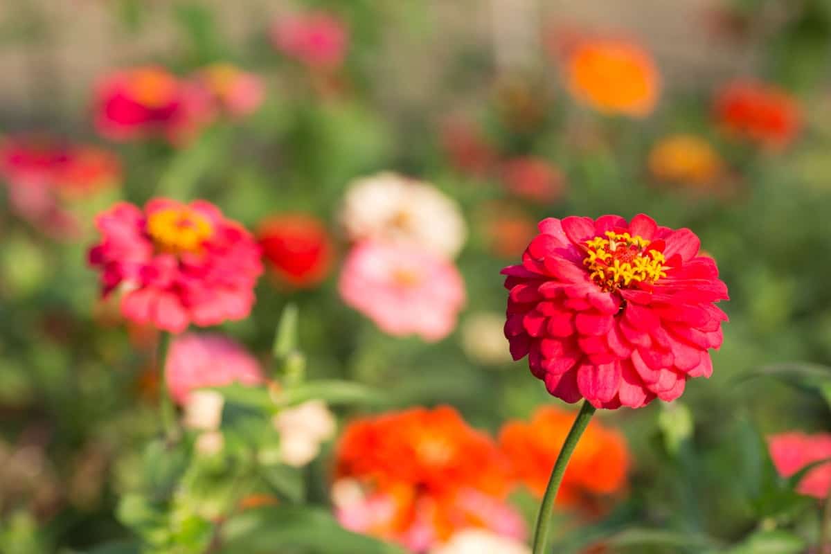 Zinnias are easiest to grow from seeds rather than transplanting.